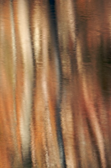 Abstract;Abstractions;Alabama;Autumn;Fall;Little River Canyon National Preserve;Patterns;Reflection;Reflections;Seasons;Shapes;Textures;Brown;Tan